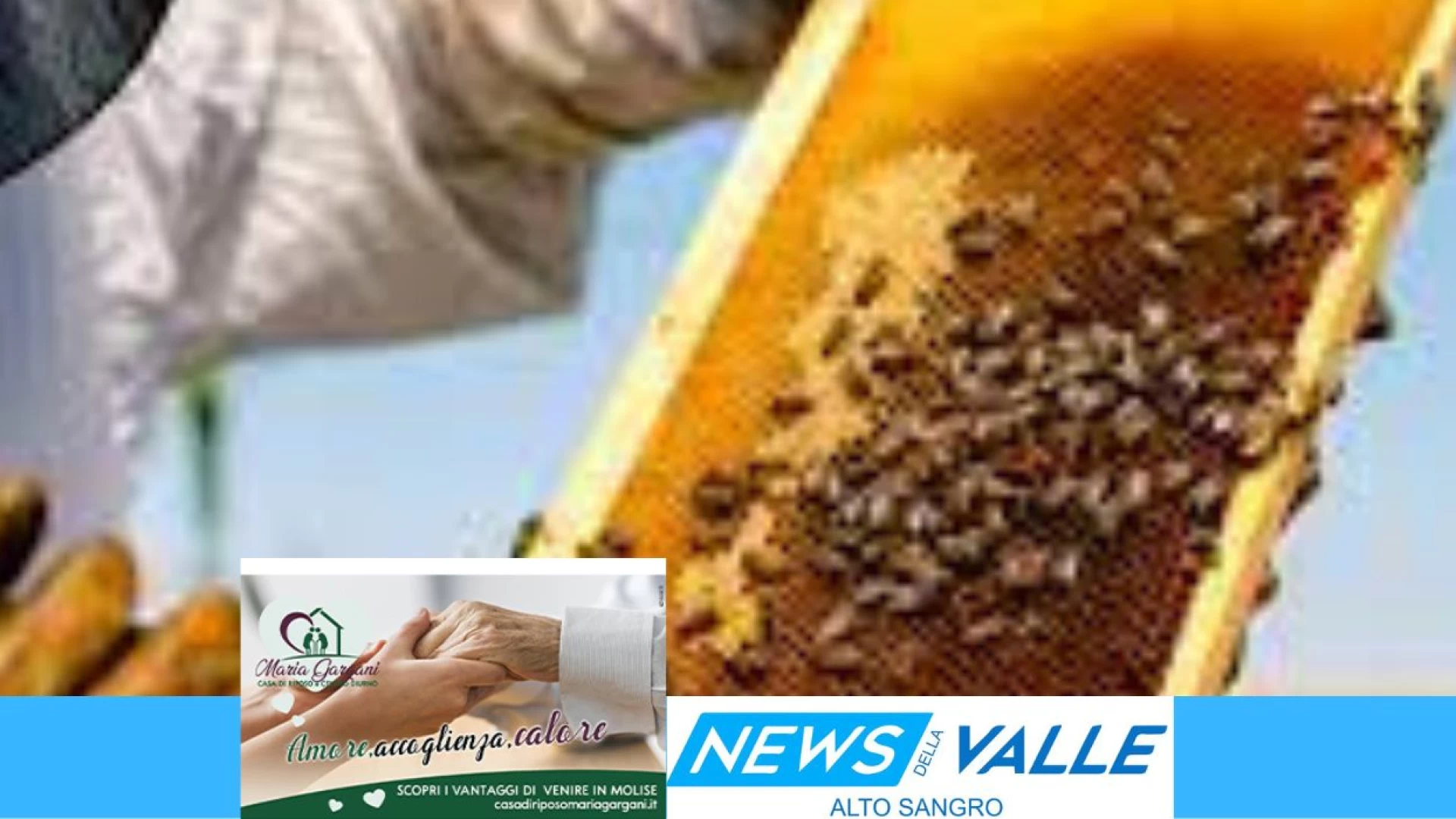 Campobasso: pubblicato l’avviso per l’accesso ai finanziamenti nel settore dell’apicoltura. La nota dell’assessore regionale Salvatore Micone.